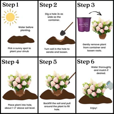 Image showing 7 th First Editions 3 gal. Potted White/Pink Vanilla Strawberry Hydrangea Shrub Bush