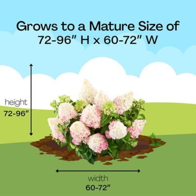 Image showing 8 th First Editions 3 gal. Potted White/Pink Vanilla Strawberry Hydrangea Shrub Bush
