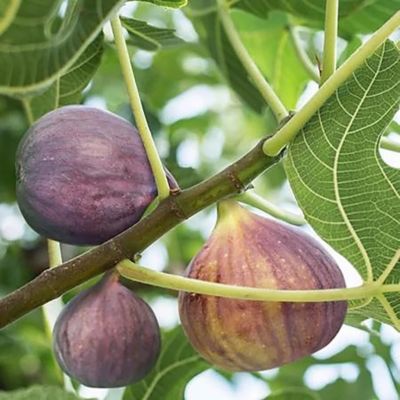 Image showing 1 gal. Potted Black Mission Fig Tree