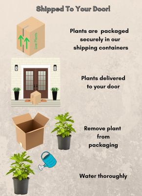 Image showing 1 gal. Potted Black Mission Fig Tree