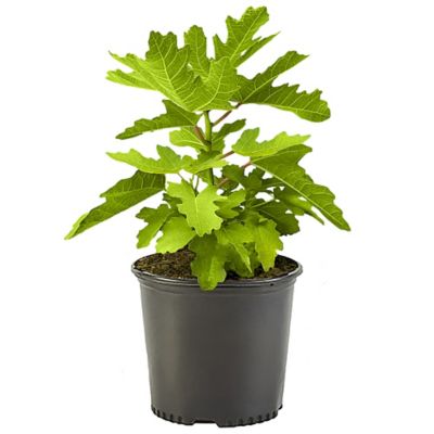 2.25 gal. Potted Black Mission Fig Plant