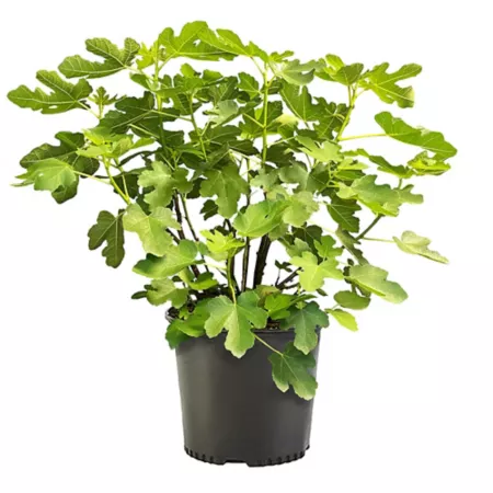 1 gallon Potted Fig Brown Turkey Plant Bushes