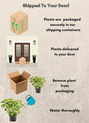 Image showing 1 gal. Potted Brown Turkey Fig Tree