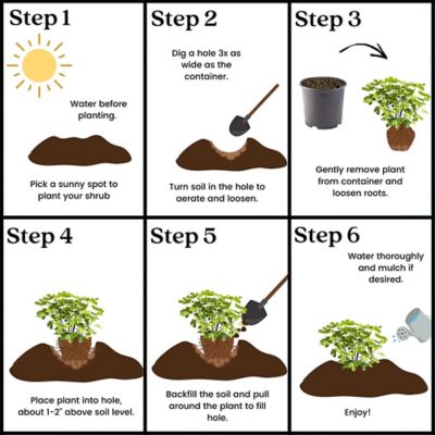Image showing 5 th 1 gal. Potted Brown Turkey Fig Tree