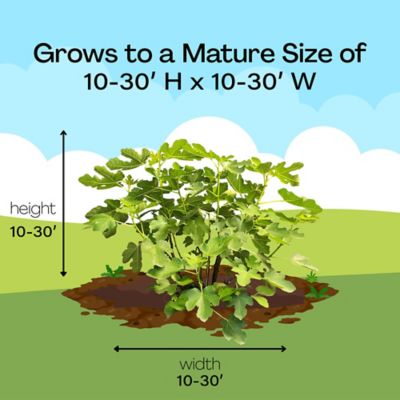 Image showing 6 th 1 gal. Potted Brown Turkey Fig Tree