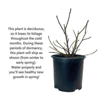 Image showing 7 th 1 gal. Potted Brown Turkey Fig Tree