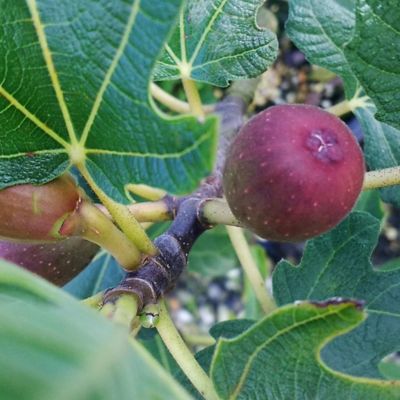 Image showing 2.25 gal. Potted Brown Turkey Fig Tree