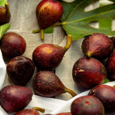 Image showing 2.25 gal. Potted Brown Turkey Fig Tree