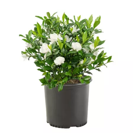 1 gallon August Beauty Gardenia Shrub in Pot Bushes