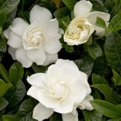 Image showing 1 gal. Potted August Beauty Gardenia Shrub