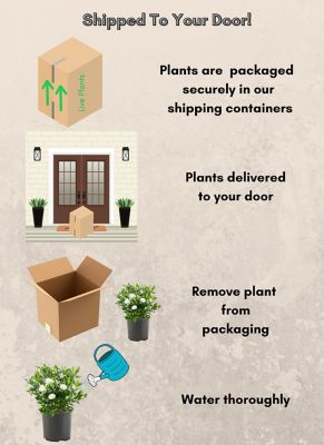 Image showing 1 gal. Potted August Beauty Gardenia Shrub