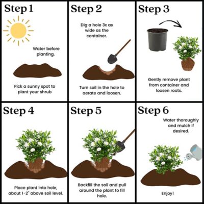 Image showing 5 th 1 gal. Potted August Beauty Gardenia Shrub