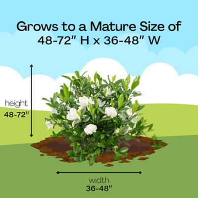 Image showing 6 th 1 gal. Potted August Beauty Gardenia Shrub