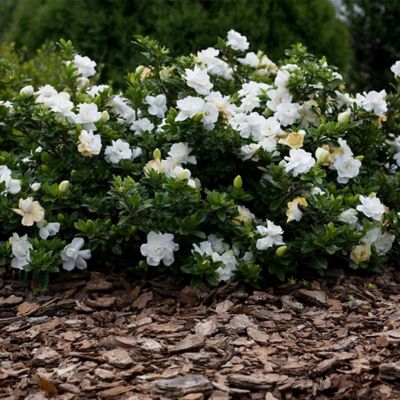 Image showing 2 gal. Potted Gardenia August Beauty Shrub