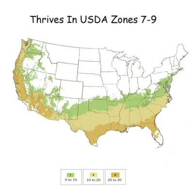 Image showing 2 gal. Potted Gardenia August Beauty Shrub