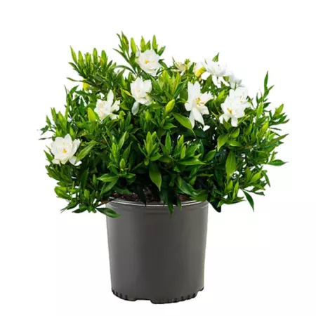 1 gallon Frost-resistant gardenia shrub in pot Bushes