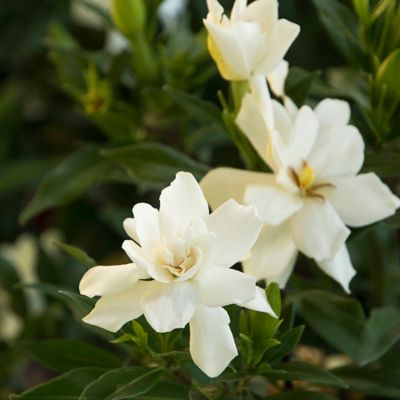 Image showing 1 gal. Potted Frostproof Gardenia Shrub