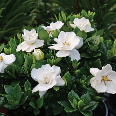 Image showing 1 gal. Potted Frostproof Gardenia Shrub