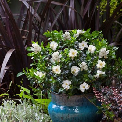 Image showing 1 gal. Potted Frostproof Gardenia Shrub