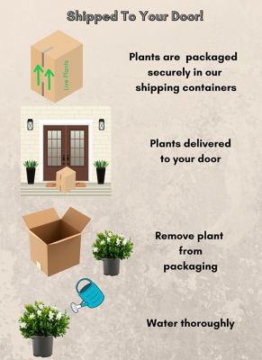 Image showing 5 th 1 gal. Potted Frostproof Gardenia Shrub