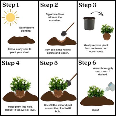 Image showing 6 th 1 gal. Potted Frostproof Gardenia Shrub