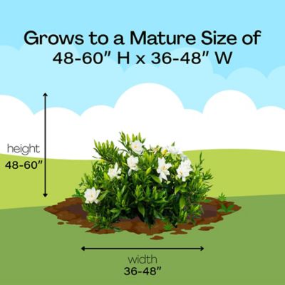 Image showing 7 th 1 gal. Potted Frostproof Gardenia Shrub