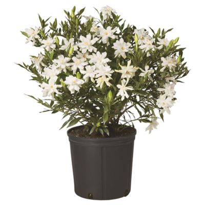 2.25 gal. Potted Gardenia Frostproof Shrub