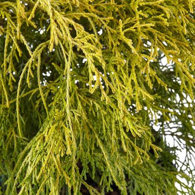 Image showing 1 gal. Potted Gold Mop Shrub