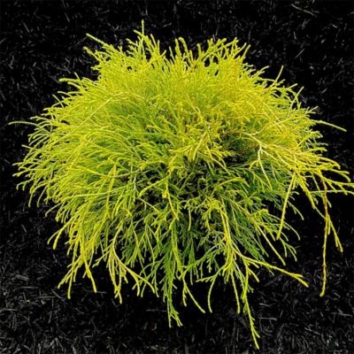 Image showing 1 gal. Potted Gold Mop Shrub