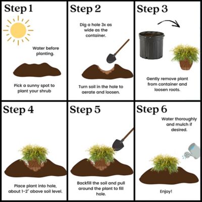 Image showing 5 th 1 gal. Potted Gold Mop Shrub