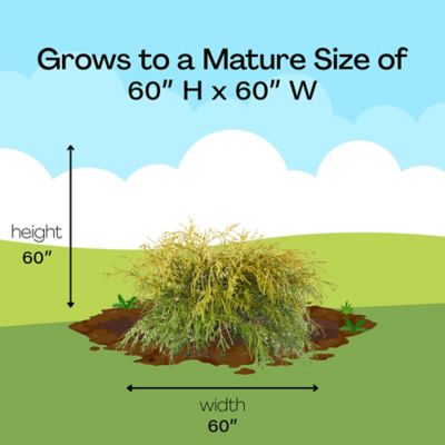 Image showing 6 th 1 gal. Potted Gold Mop Shrub