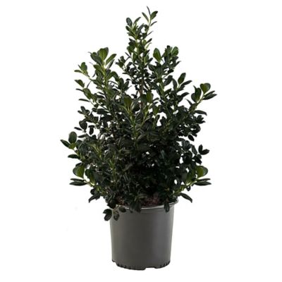 7 gal. Holly Nellie R Stevens Shrub