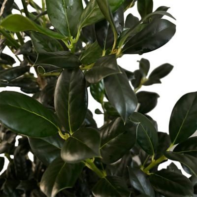 Image showing 7 gal. Potted White/Red Nellie R Stevens Holly Shrub Bush