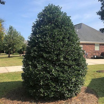Image showing 7 gal. Potted White/Red Nellie R Stevens Holly Shrub Bush