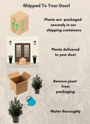 Image showing 7 gal. Potted White/Red Nellie R Stevens Holly Shrub Bush
