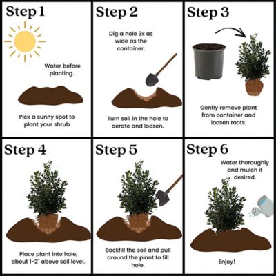 Image showing 5 th Unbranded 7 gal. Potted White/Red Nellie R Stevens Holly Shrub Bush