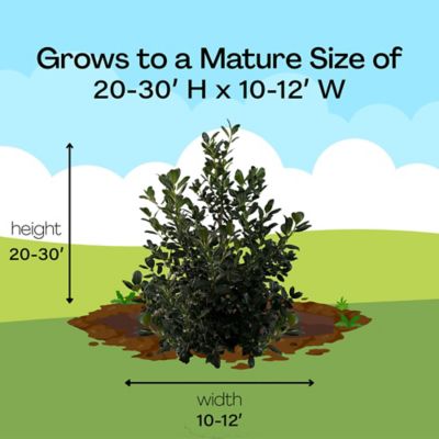 Image showing 6 th Unbranded 7 gal. Potted White/Red Nellie R Stevens Holly Shrub Bush