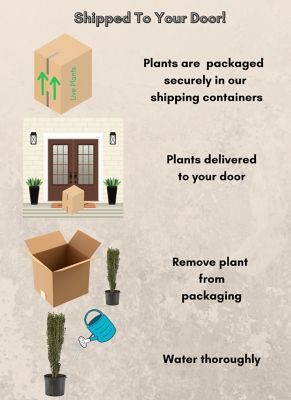 Image showing 1 gal. Potted Sky Pencil Holly Shrub