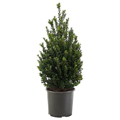 2.25 gal. Potted Holly Steeds Shrub
