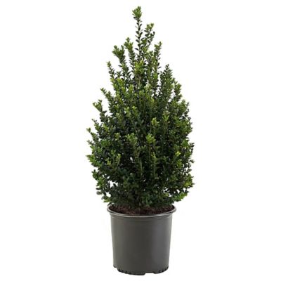 2.25 gal. Holly Steeds Shrub