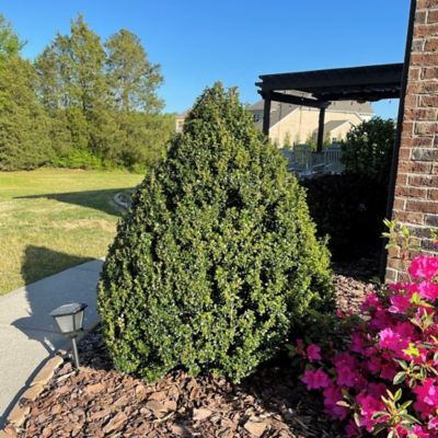 Image showing 2.25 gal. Potted Holly Steeds Shrub