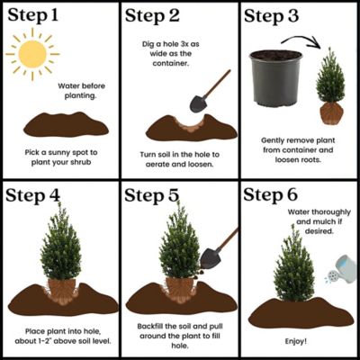 Image showing 5 th Unbranded 2.25 gal. Potted White Holly Steeds Shrub Bush