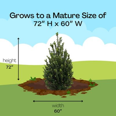 Image showing 6 th Unbranded 2.25 gal. Potted White Holly Steeds Shrub Bush