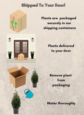 Image showing 7 gal. Potted Steeds Holly Shrub