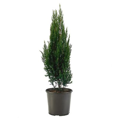 7 gal. Potted Juniper Blue Point Shrub