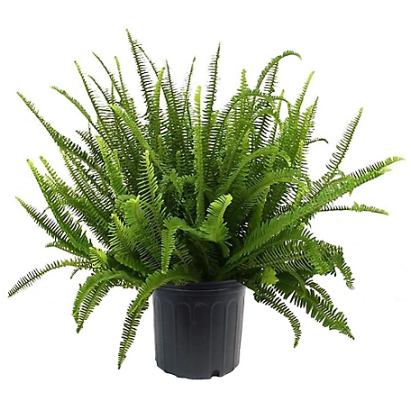 10 in. Kimberly Queen Fern Plant