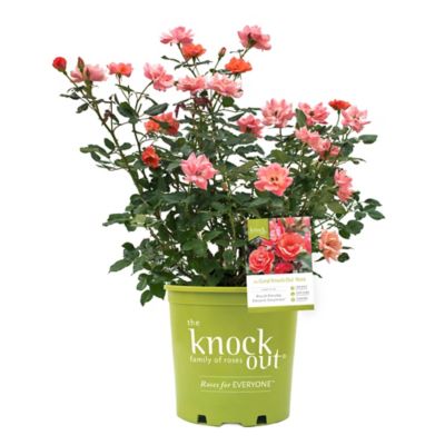 Knockout 1 Gal. Coral Rose Plant