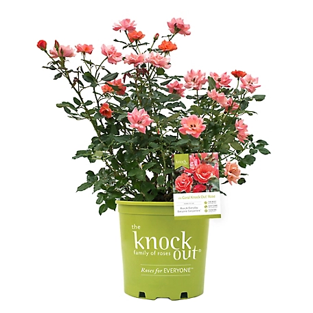 Knockout 1 Gal. Coral Rose Plant