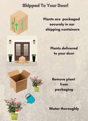 Image showing 6 th Knockout 1 gal. Coral Rose Plant