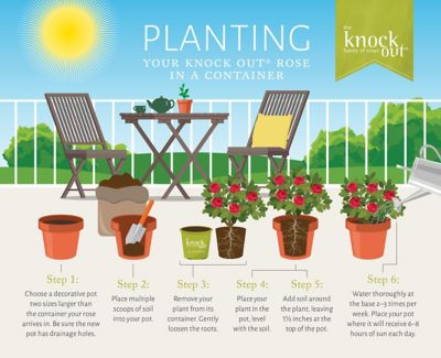 Image showing 8 th Knockout 1 gal. Coral Rose Plant